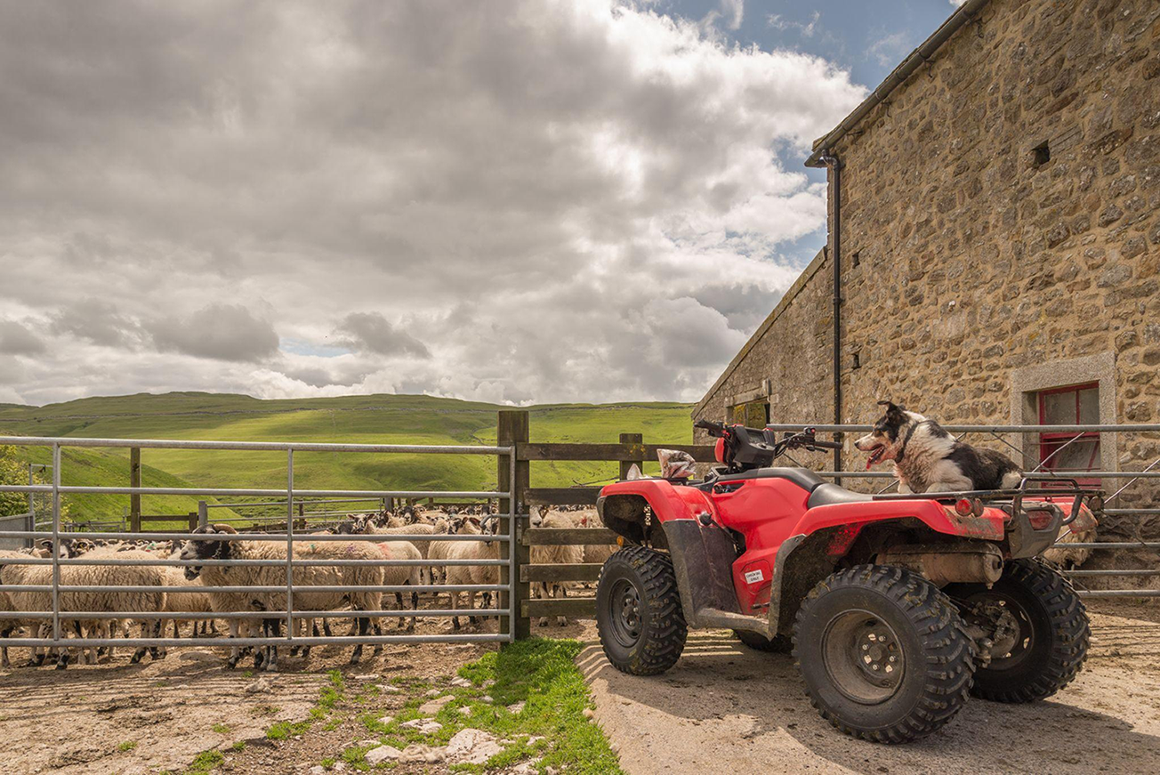 Quad bike with a dog sitting on top of it, looking at a group of sheep inside a paddock.;