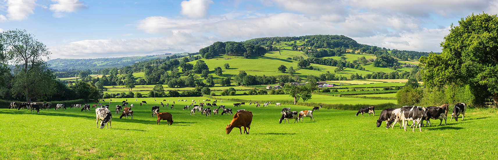 Grazing Management – the key to a thriving farm